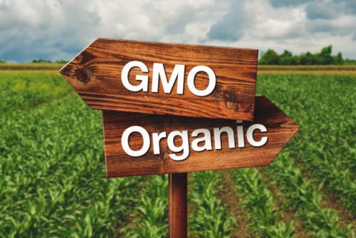 تاثیر بیسکویت بر سلامتی- بیسکویت‌ها اغلب در دسته غذاهای GMO قرار نمی‌گیرند