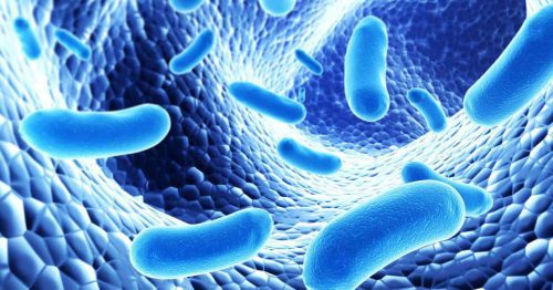 مطالعات حیوانی در مورد تاثیر باکتری‌ها روده بر هوس‌های غذایی